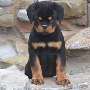 brown rottweiler