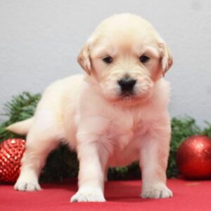 miniature golden retriever for sale