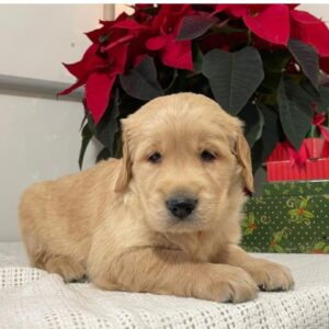 golden retriever puppies Houston