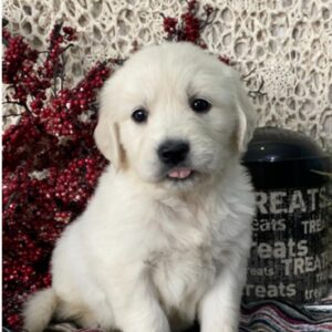 golden retriever breeders Florida