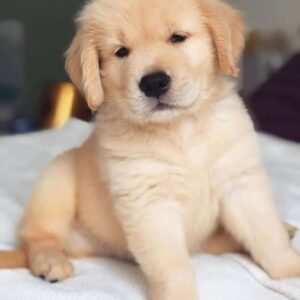 Golden retriever puppies Ohio