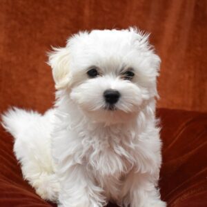 Maltese Puppies for sale teacup