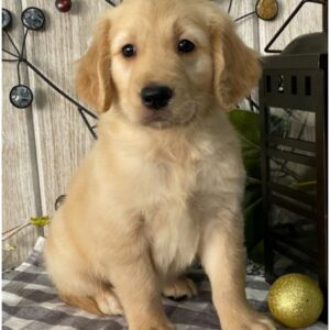 southern California golden retriever rescue