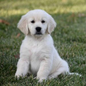 where to buy golden retriever