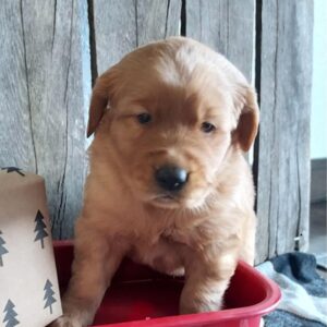 golden retriever puppies TX