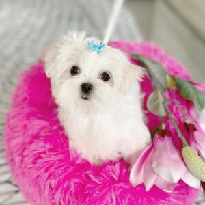 Teacup Maltese for sale