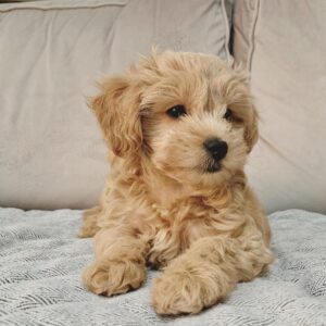 blue merle goldendoodle