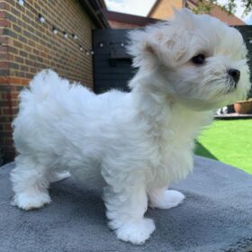 puppies Maltese for sale