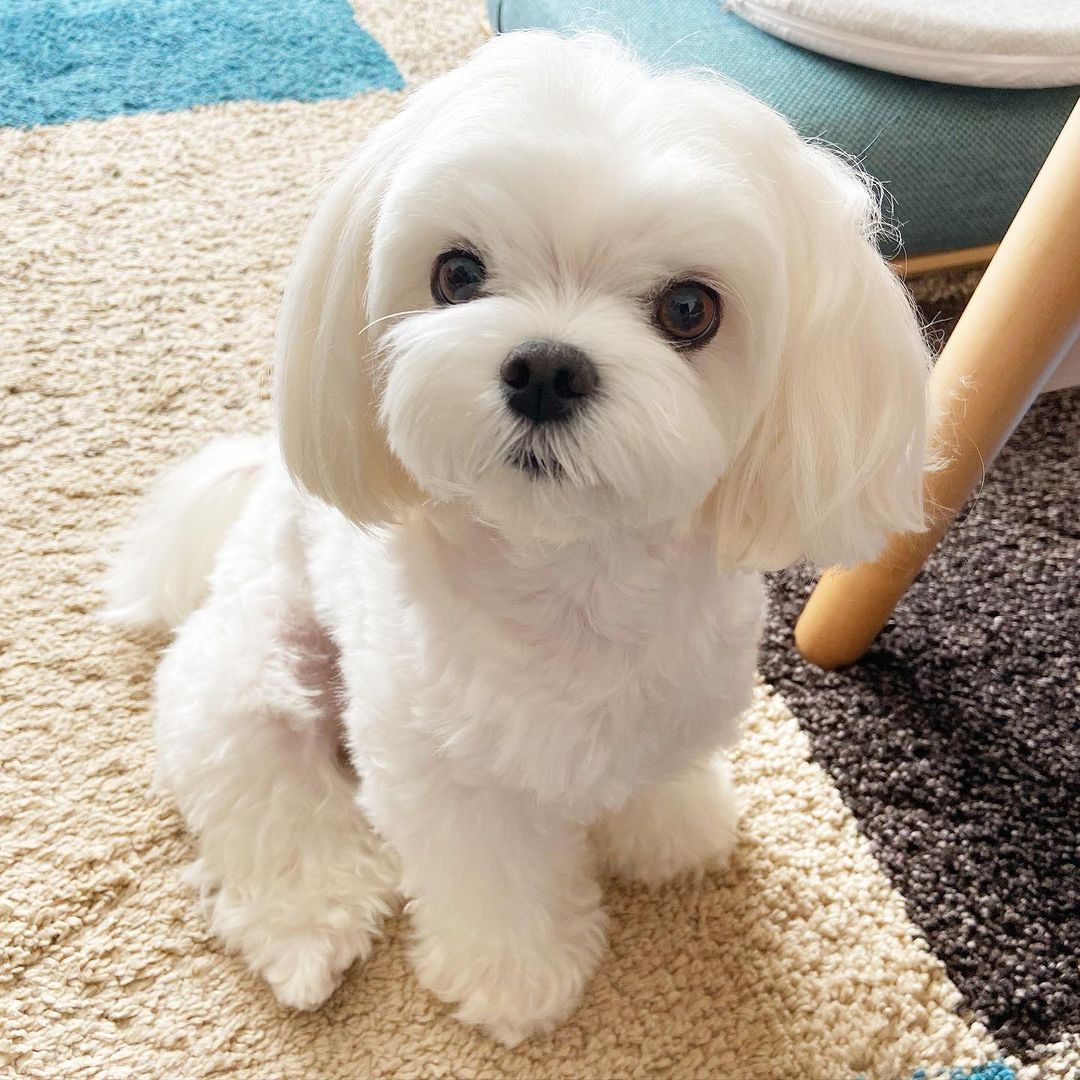 Maltese puppies for sale near me under 500