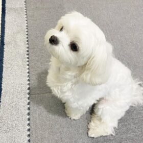 teacup maltese puppies for sale under 500 near me