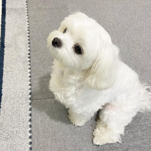 toy maltese puppies for sale