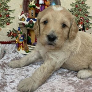 goldendoodle puppies for sale in ohio