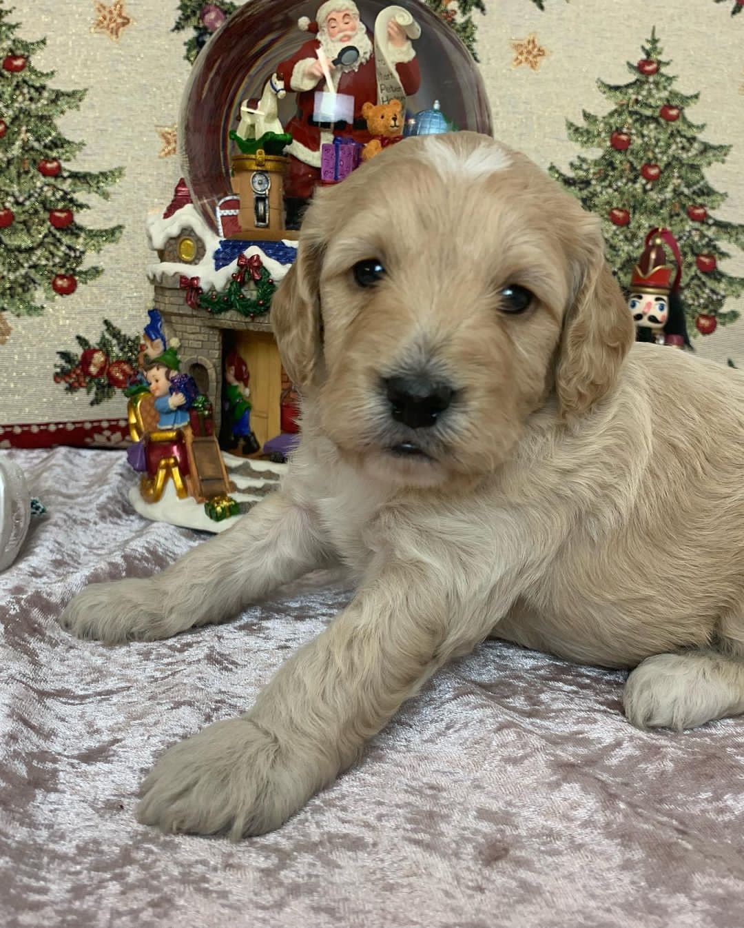 goldendoodle puppies for sale in ohio