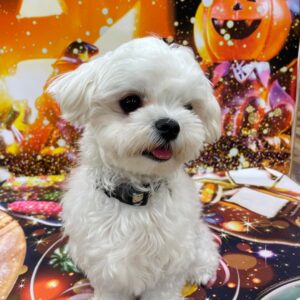 Maltese puppy for sale in Los Angeles