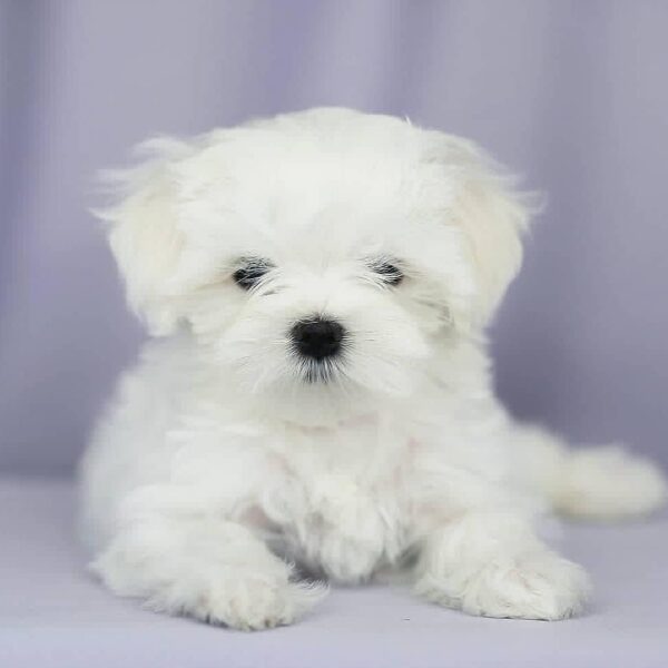 Maltese puppy for sale new jersey