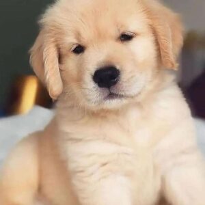 Golden retriever puppies for sale new jersey