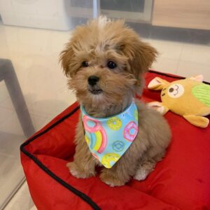 maltipoo puppy for sale Ontario
