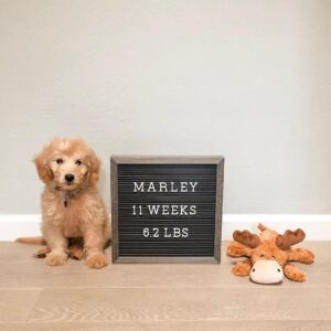 mini goldendoodle puppies near me