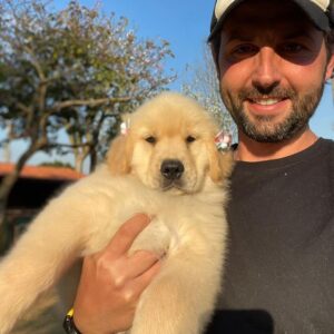 Golden retriever puppies for sale in nc