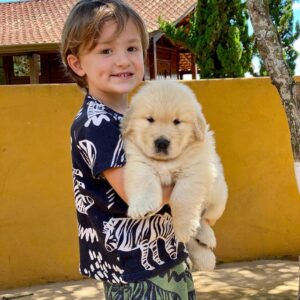 Red golden retriever puppies for sale near me