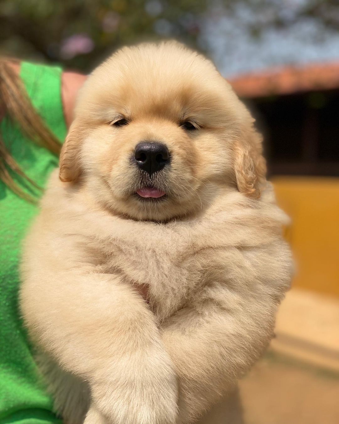 English golden retriever puppies for sale