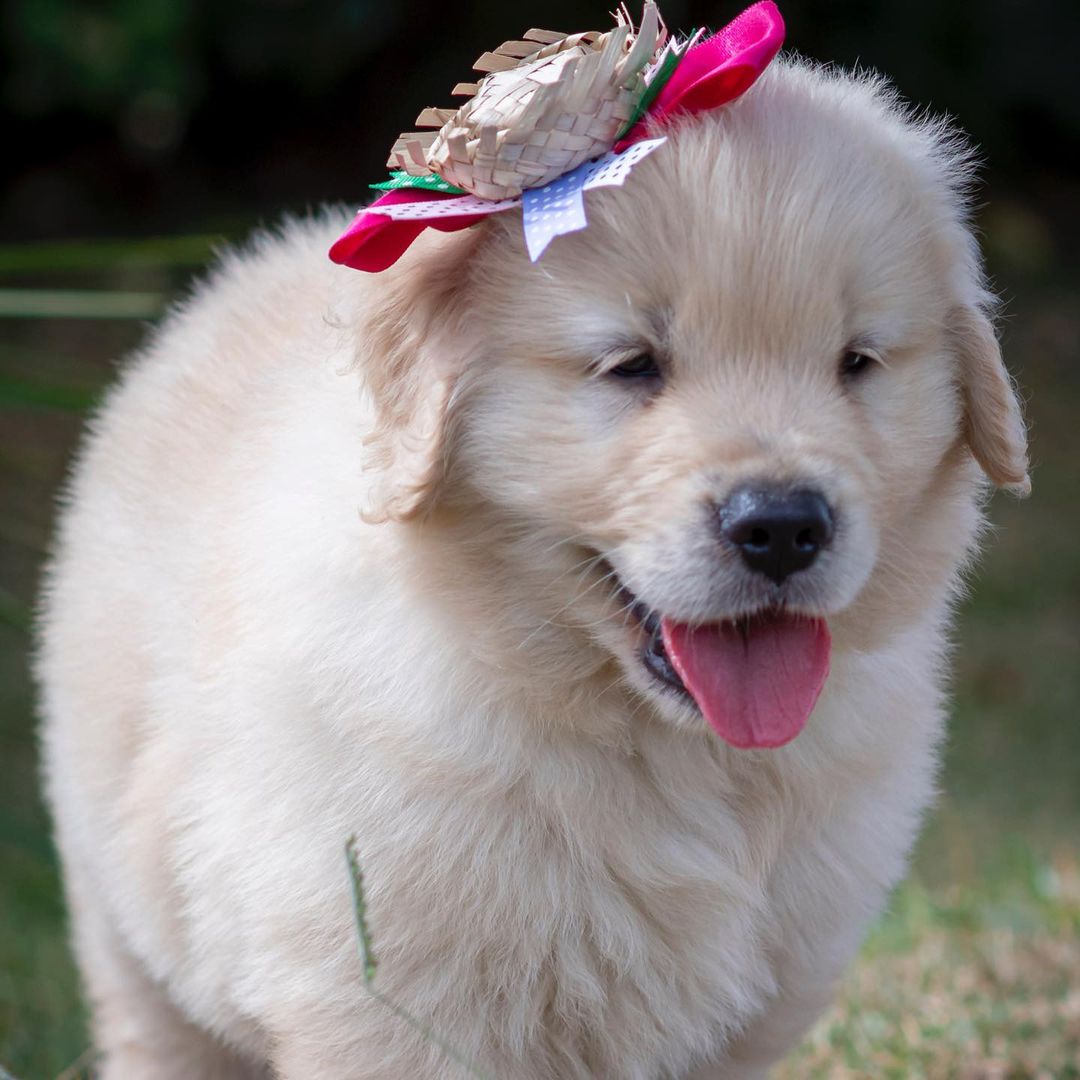 Golden retriever puppies for sale in Maryland