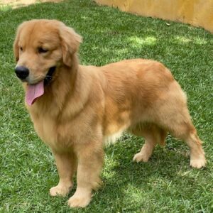 golden retriever puppies for sale south Carolina