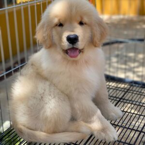 Golden retriever puppies for sale cheap