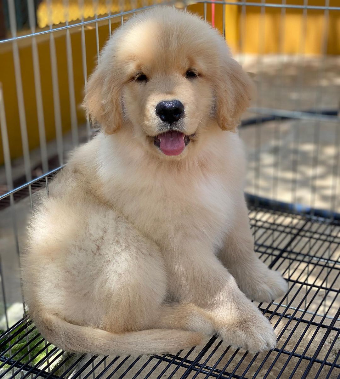Golden retriever puppies for sale cheap