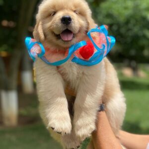 golden retriever puppies for sale Ohio