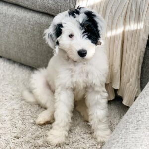 full grown golden doodle