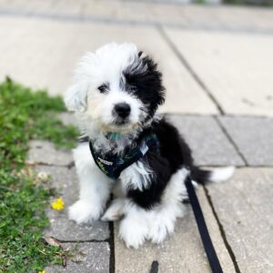 black goldendoodle puppies for sale