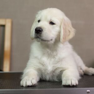 golden retriever pup for sale