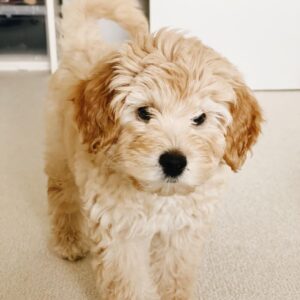 goldendoodle puppies for sale under $1000 near me