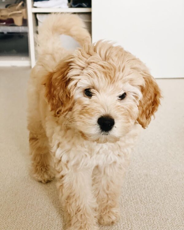 goldendoodle puppies for sale under $1000 near me