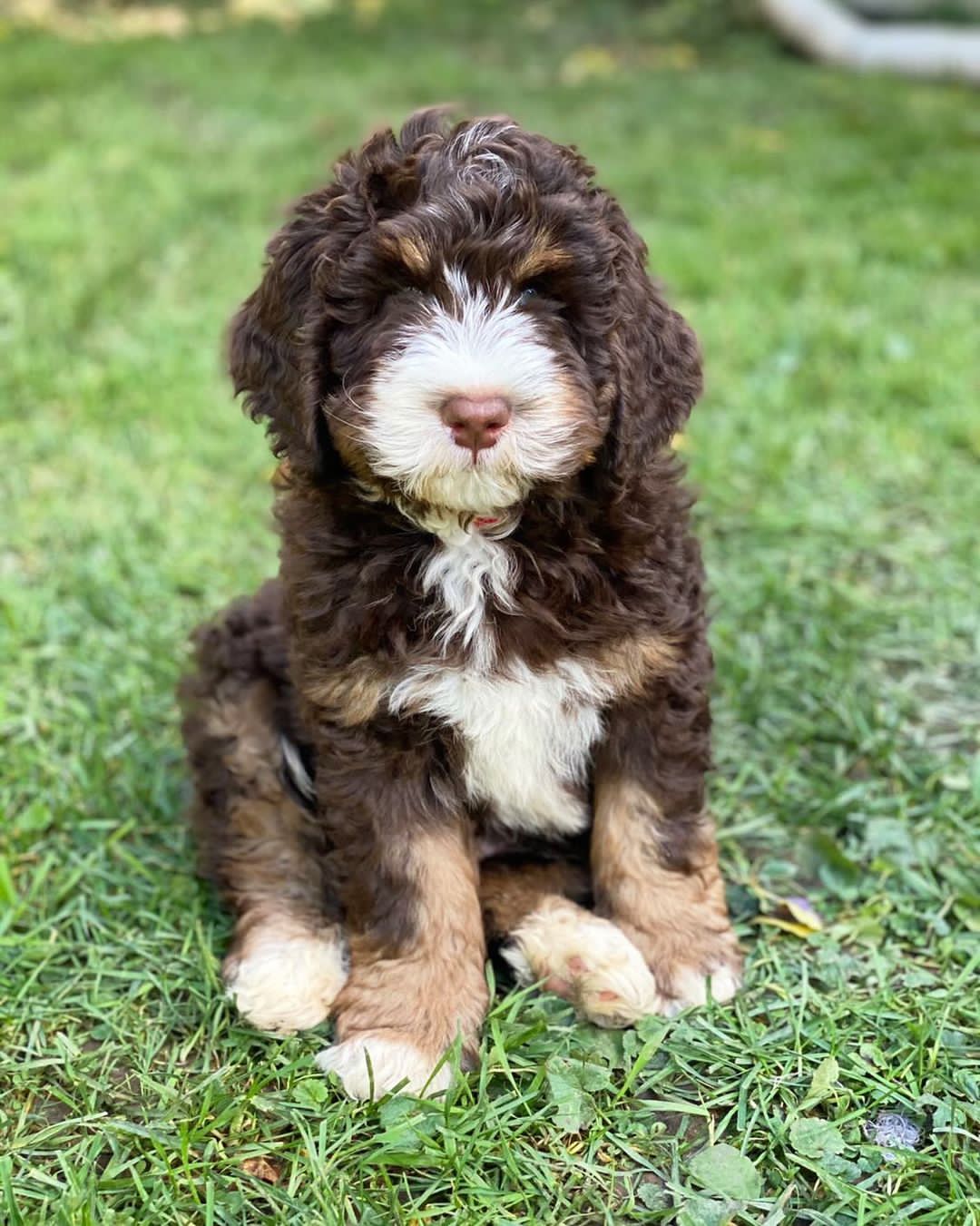micro mini goldendoodle puppies for sale