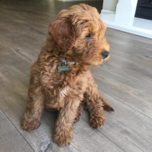 toy goldendoodles for sale