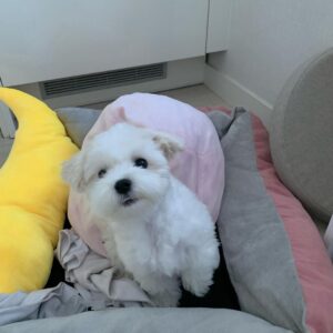 Maltese dog for sale