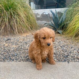 golden doodle puppies for sale near me