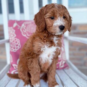 f1b goldendoodle puppies for sale in pa