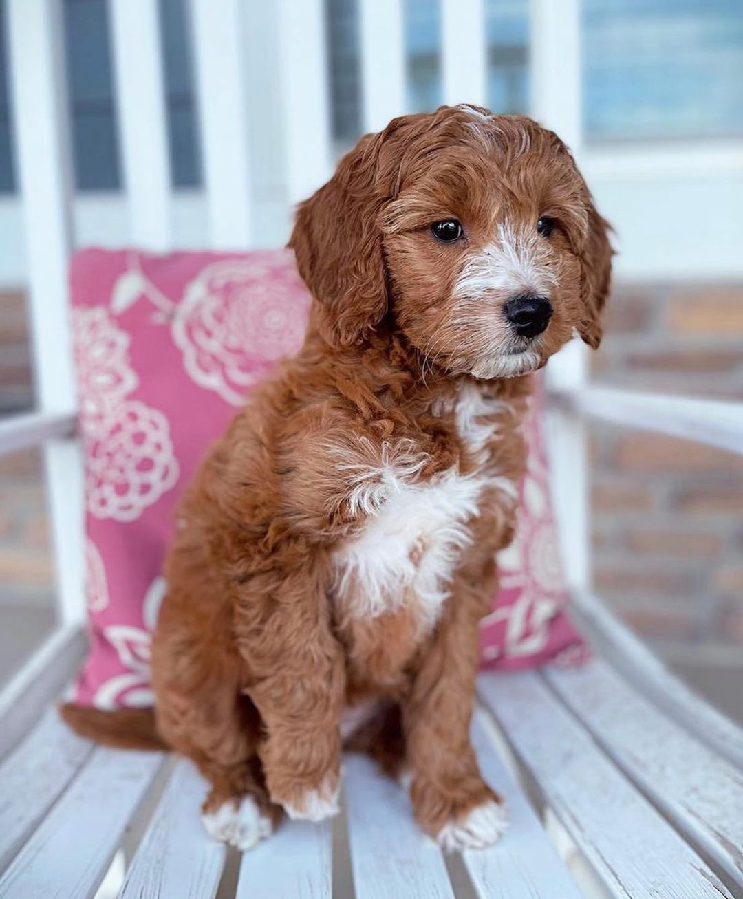 f1b goldendoodle puppies for sale in pa