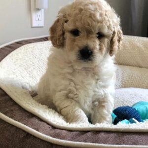 mini goldendoodles for sale near me