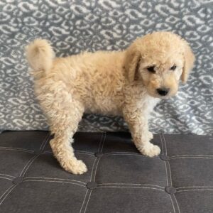 goldendoodles for sale near me