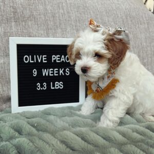 chocolate goldendoodle