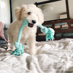 black and white goldendoodle