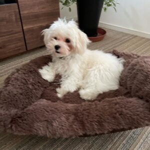 Maltese puppy for sale Alabama