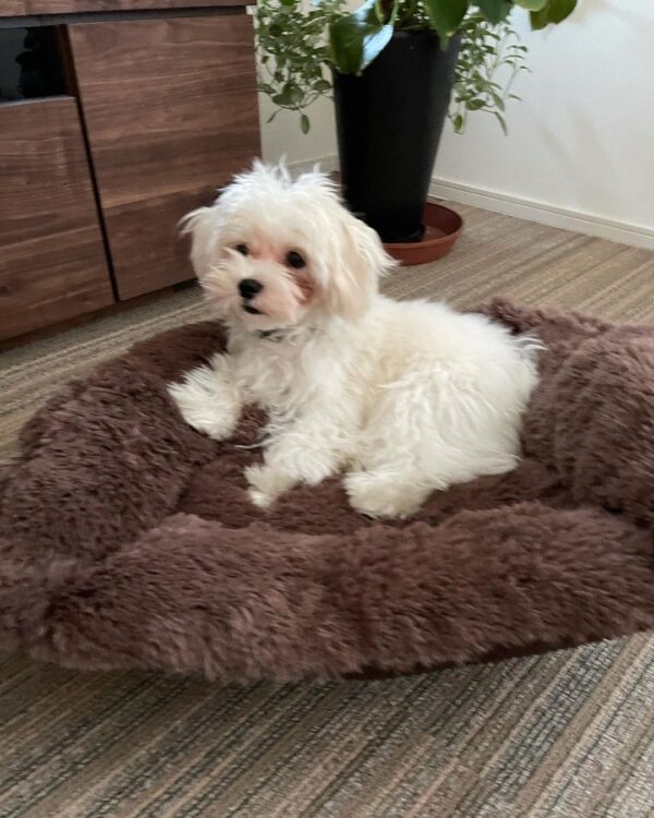 Maltese puppy for sale Alabama