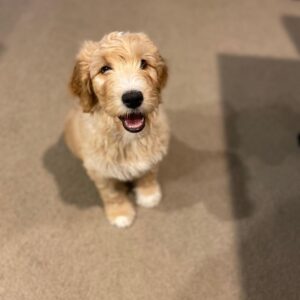 mini golden doodles for sale