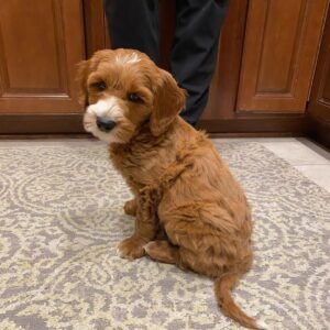 indiana goldendoodle puppies for sale