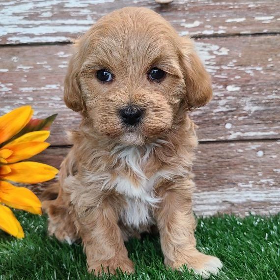 toy maltipoo puppies for sale